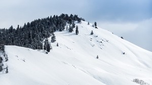 山、雪、冬、木、ピーク