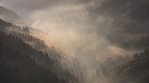 mountains, fog, dawn, forest, landscape