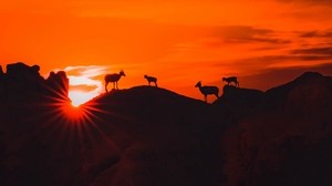 mountains, sunset, animals, silhouettes, dark - wallpapers, picture