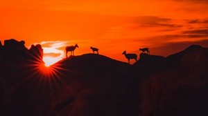 montagne, tramonto, animali, siluette, buio