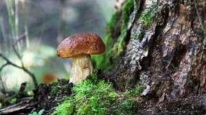 mushroom, tree, moss, bark