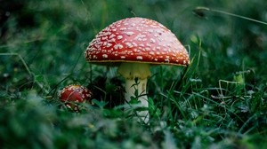 mushroom, fly agaric, grass, forest - wallpaper, background, image