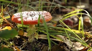 mushroom, fly agaric, poisonous, grass