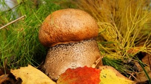 mushroom, leg, hat, dots, leaves - wallpapers, picture