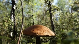 mushroom, undergrowth, hat