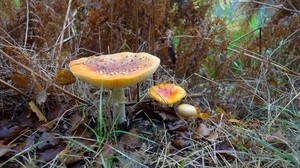 mushroom, grass, autumn