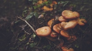 mushrooms, leaves, grass