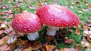 mushrooms, fly agaric, poisonous - wallpapers, picture