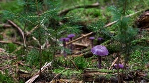 mushrooms, plant, grass
