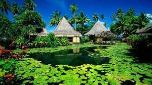 cabañas, palmeras, lago, trópicos, nenúfares