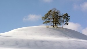 kulle, träd, snö, snöstorm, vind, kyla