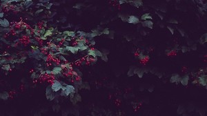berries, tree, plant, leaves, bush
