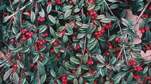 berries, leaves, branches, plant