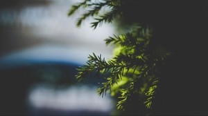 needles, spruce, branch, blur - wallpapers, picture