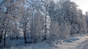hoarfrost, trees, road, roadside, snow, winter