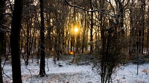 hoarfrost, trees, branches, forest, sun
