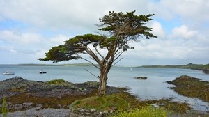 Irland, kust, träd