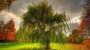 willow, branches, field, meadow, cloudy - wallpapers, picture