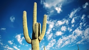 cactus, spine, deserto, cielo, nuvole