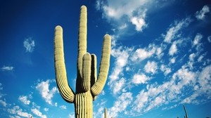 cactus, espinas, desierto, cielo, nubes