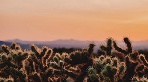 cactus, deserto, natura, spinoso, sera, parco nazionale di joshua tri, california, stati uniti d’america