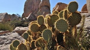 cacti, thorns, stones, vegetation, paws