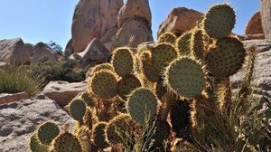 cactus, espinas, piedras, vegetación, patas