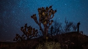 yucca, starry sky, night, desert - wallpapers, picture