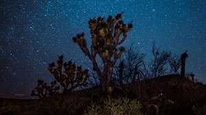 Yucca, stjärnhimmel, natt, öken