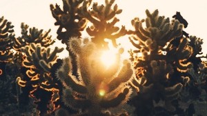 kaktus, aavikko, auringonvalo, auringonlasku - wallpapers, picture