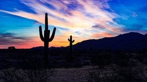 cactus, puesta de sol, desierto, nubes