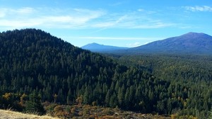 カリフォルニア、山、木、草、トップビュー