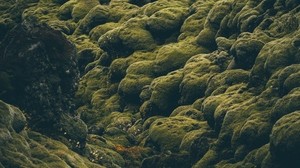 stones, moss, covered, iceland, pale, green