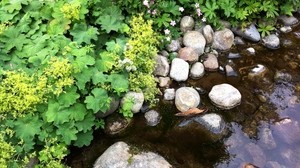 stones, plants, water, nature - wallpapers, picture
