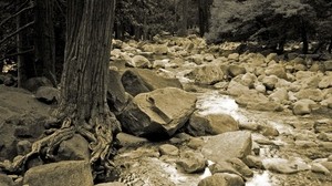stones, river, tree, roots, trunk, black and white - wallpapers, picture