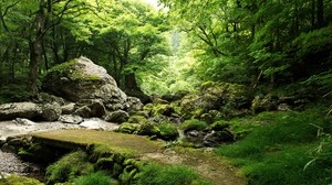 stones, grass, moss, nature, trees - wallpapers, picture