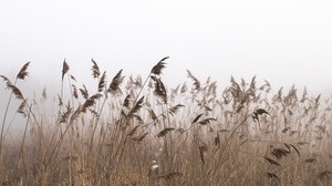 bulrush, fog, autumn, grass, dry - wallpapers, picture