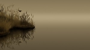 reeds, butterfly, lake, dusk, gloomy, reflection