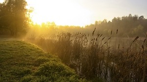 reeds, lake, morning, dawn, fog, tree