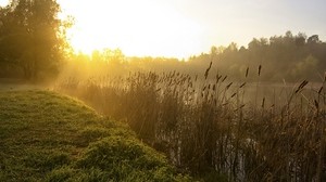 vass, sjö, morgon, gryning, dimma, träd