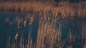 reeds, dry, swamp, grass - wallpapers, picture