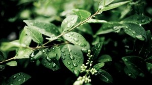 gotas, hojas, verano, después de la lluvia