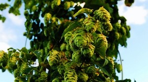 hops, tree, branches - wallpapers, picture