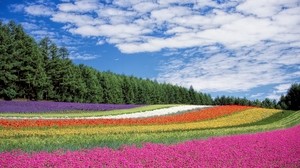 hokkaido, japan, flowers, field - wallpapers, picture