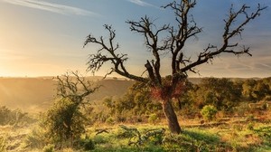 colline, cespugli, cielo, alberi