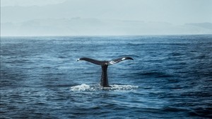 whale, tail, ocean, waves, predator