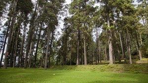 China, Yunnan, Tang Hua Shan, trees