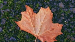 maple, leaf, fallen, autumn, moss