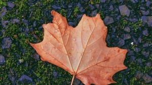 arce, hoja, caído, otoño, musgo