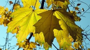 maple leaf fallen - wallpapers, picture